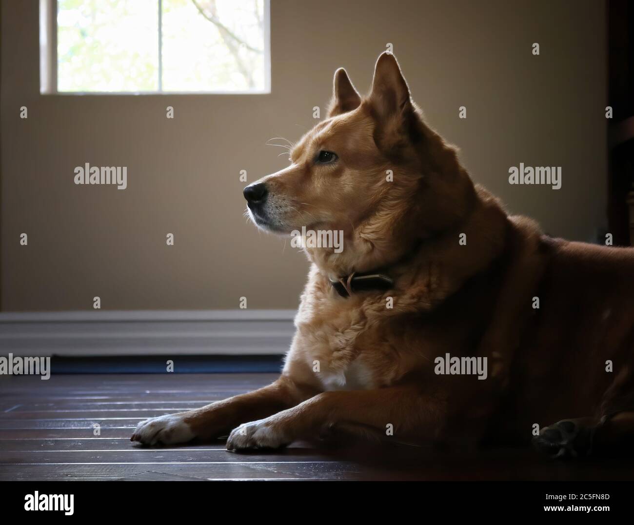 Beautiful dog with thick rust fur and bright eyes resting on wooden floor indoors with light shining on profile. Stock Photo