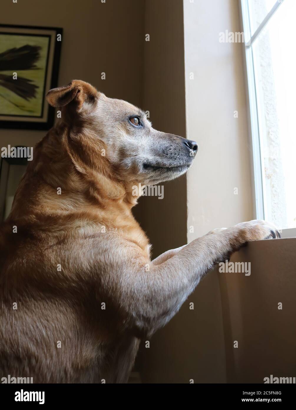 Dog on hind legs looks out front window with light shining on furry face and eyes and cinnamon colored fur. Stock Photo