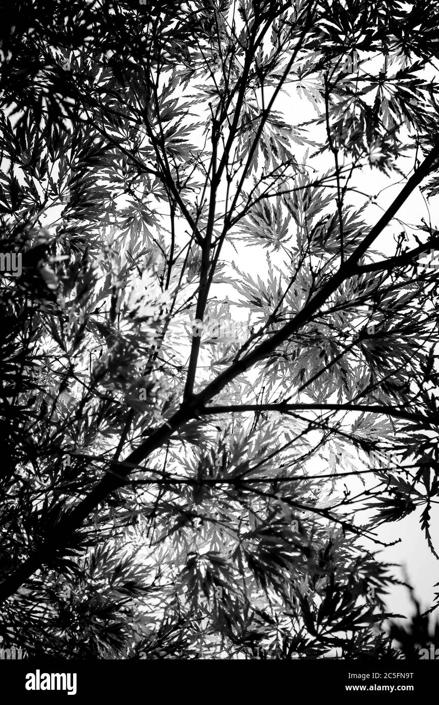 Monochromatic look up through branches and leaves of Japanese Maple tree. Stock Photo