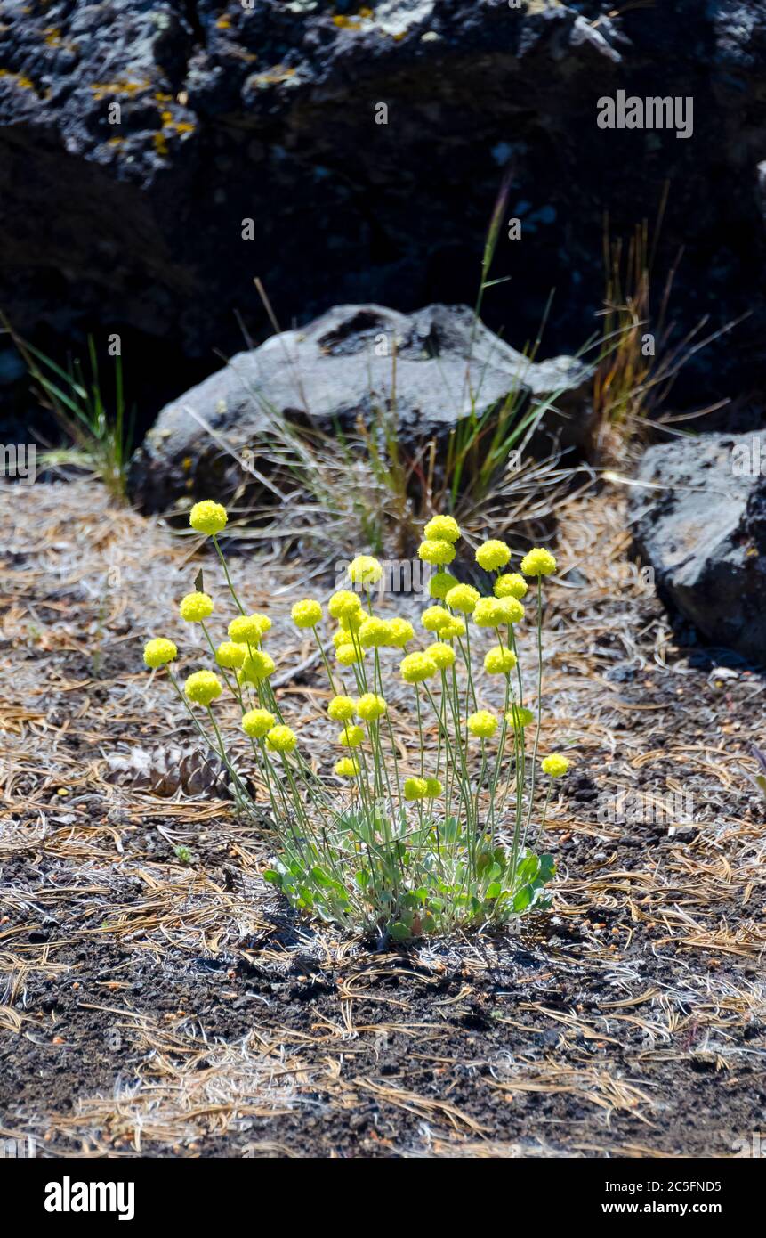 Sulphur Buckwheat flower in Craters of the Moon National Monument Stock Photo