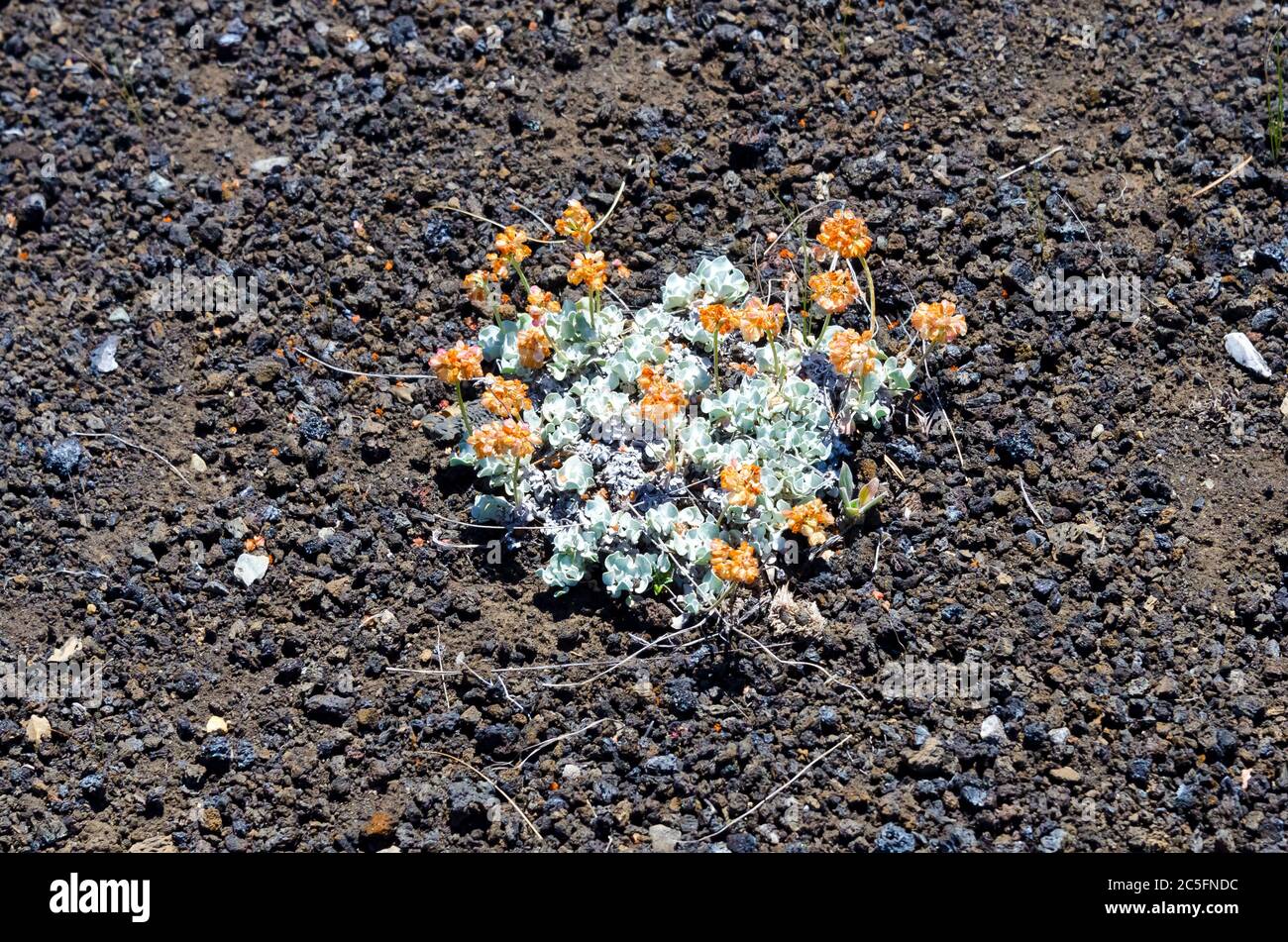 Cushion Buckwheat flower in the Craters of the Moon National Monument, Idaho, USA Stock Photo