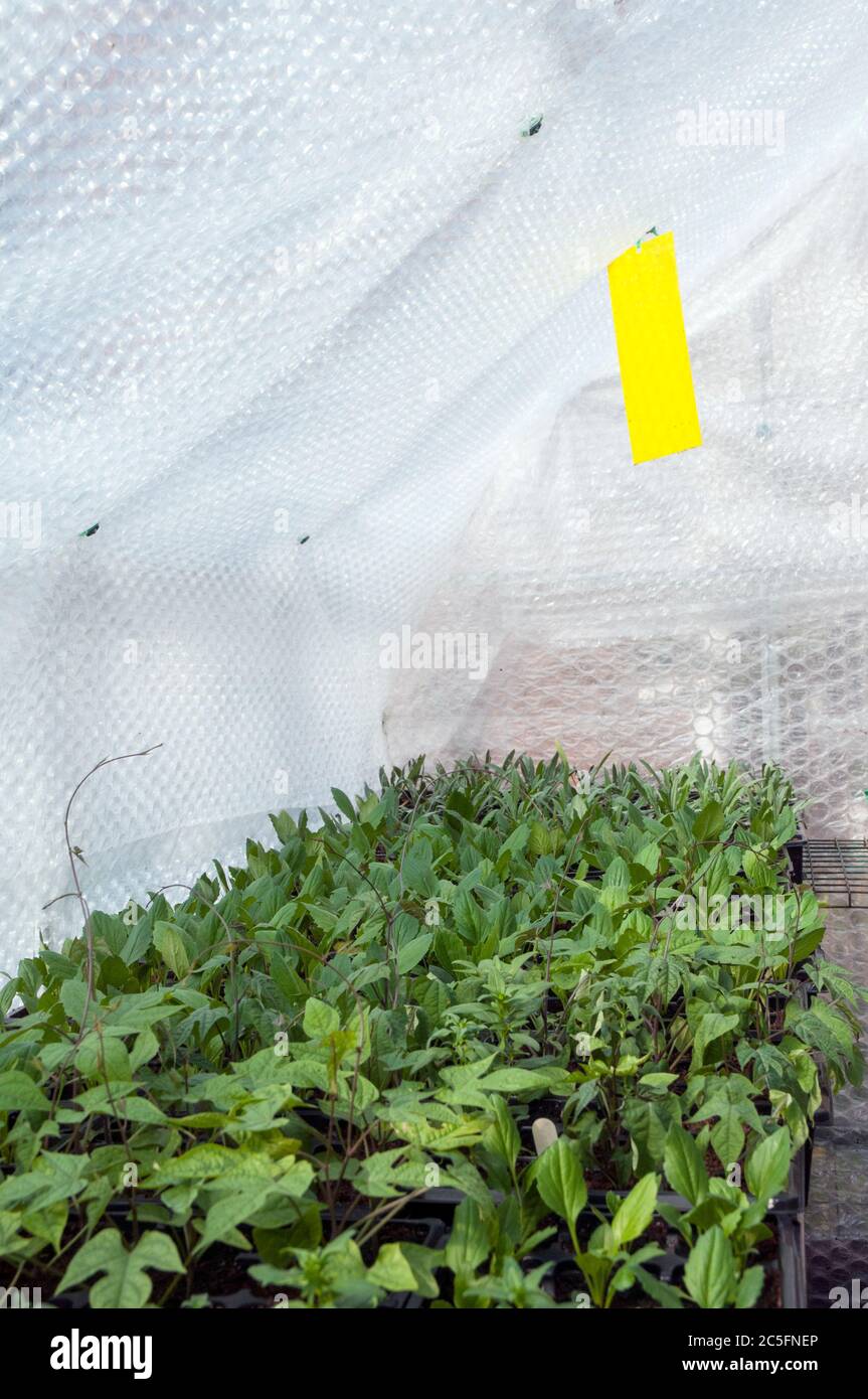 Capillary matting plants hires stock photography and images Alamy