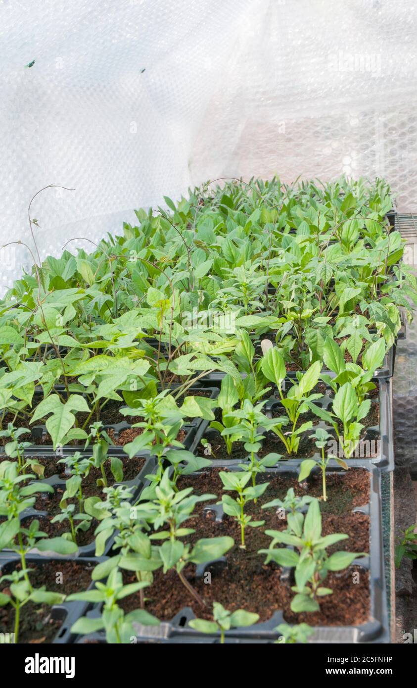 Young plants growing in plastic 9 packs on capillary matting on staging in greenhouse that is