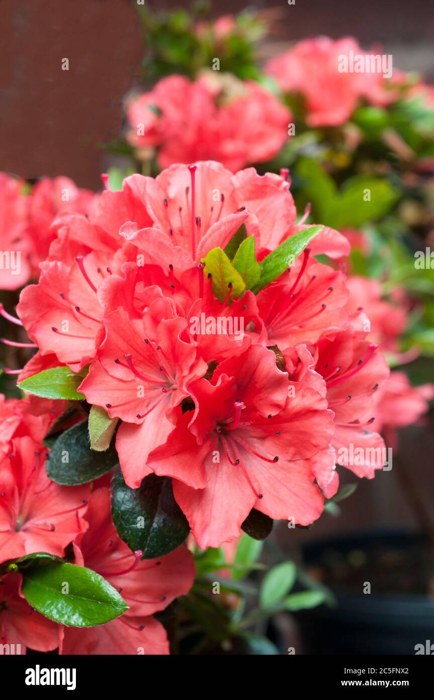 Rhododendron Azalea Geisha Orange plant in flower in mid spring. These are Aronense Hybrids that are an evergreen perennial shrub and fully hardy Stock Photo