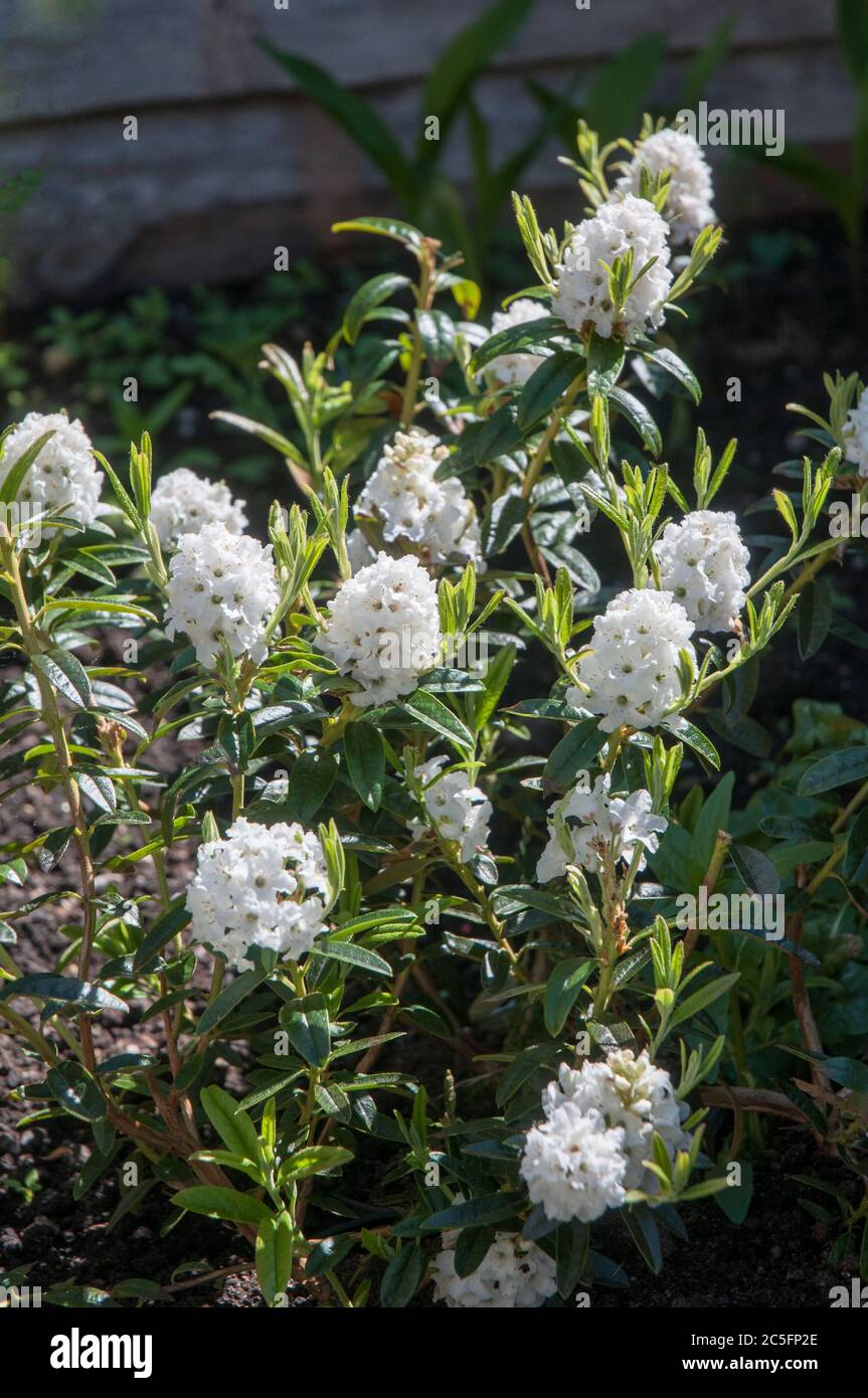 Group of flowers of dwarf Rhododendron Arctic Tern. A long lasting pure