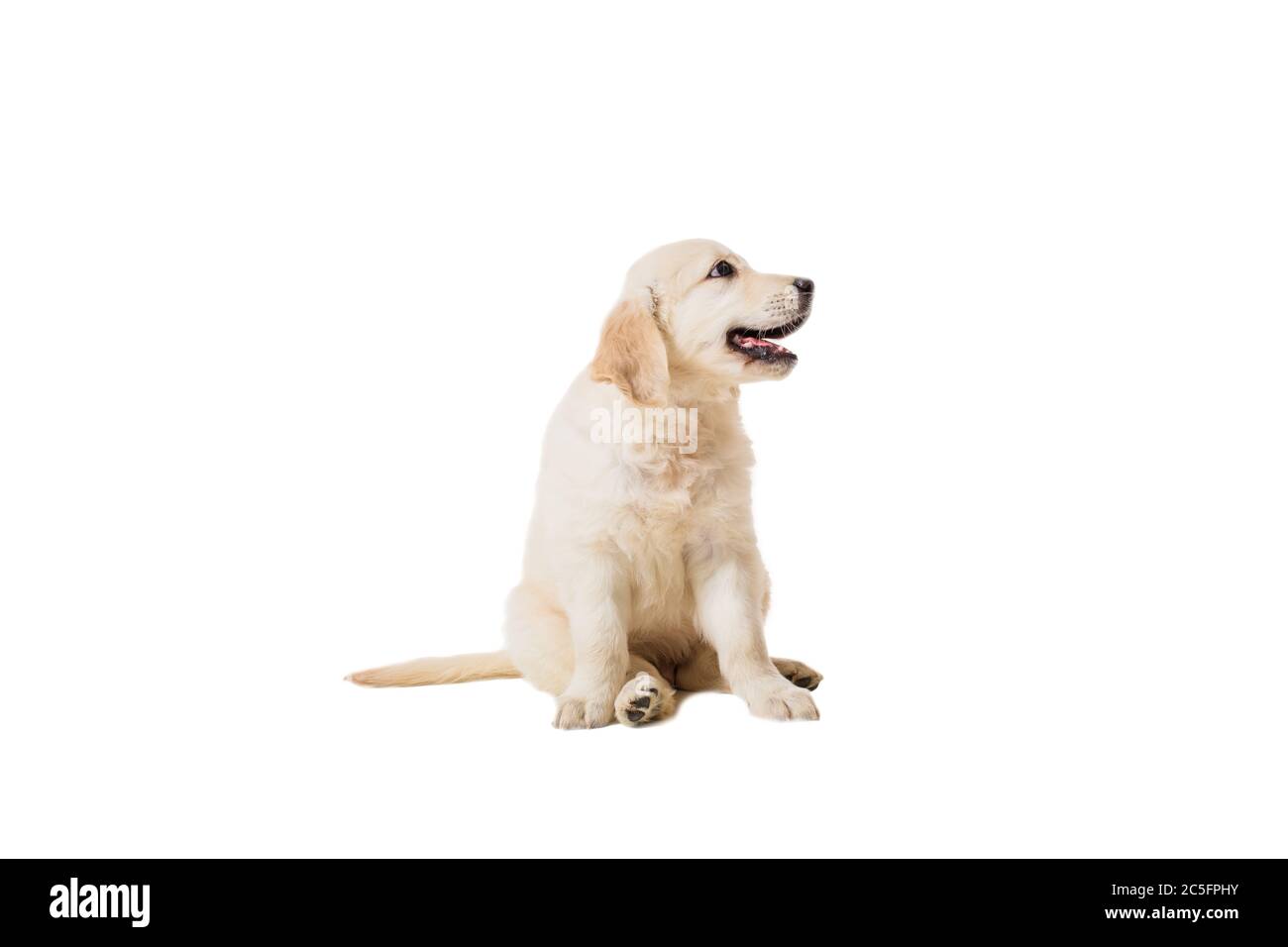 puppy golden retriever on a white background Stock Photo - Alamy