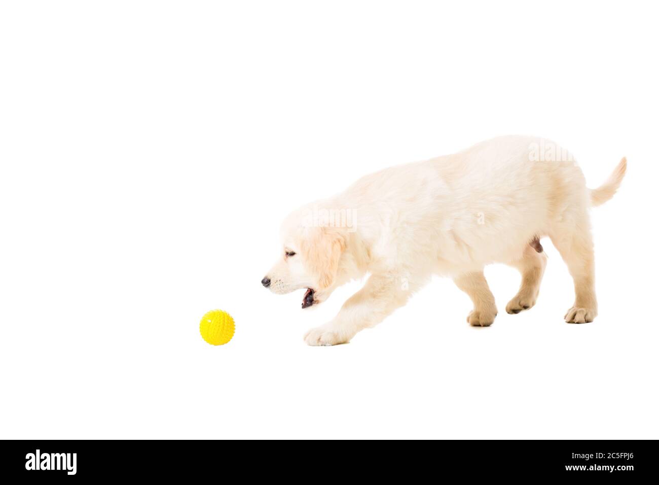 puppy golden retriever on a white background Stock Photo - Alamy