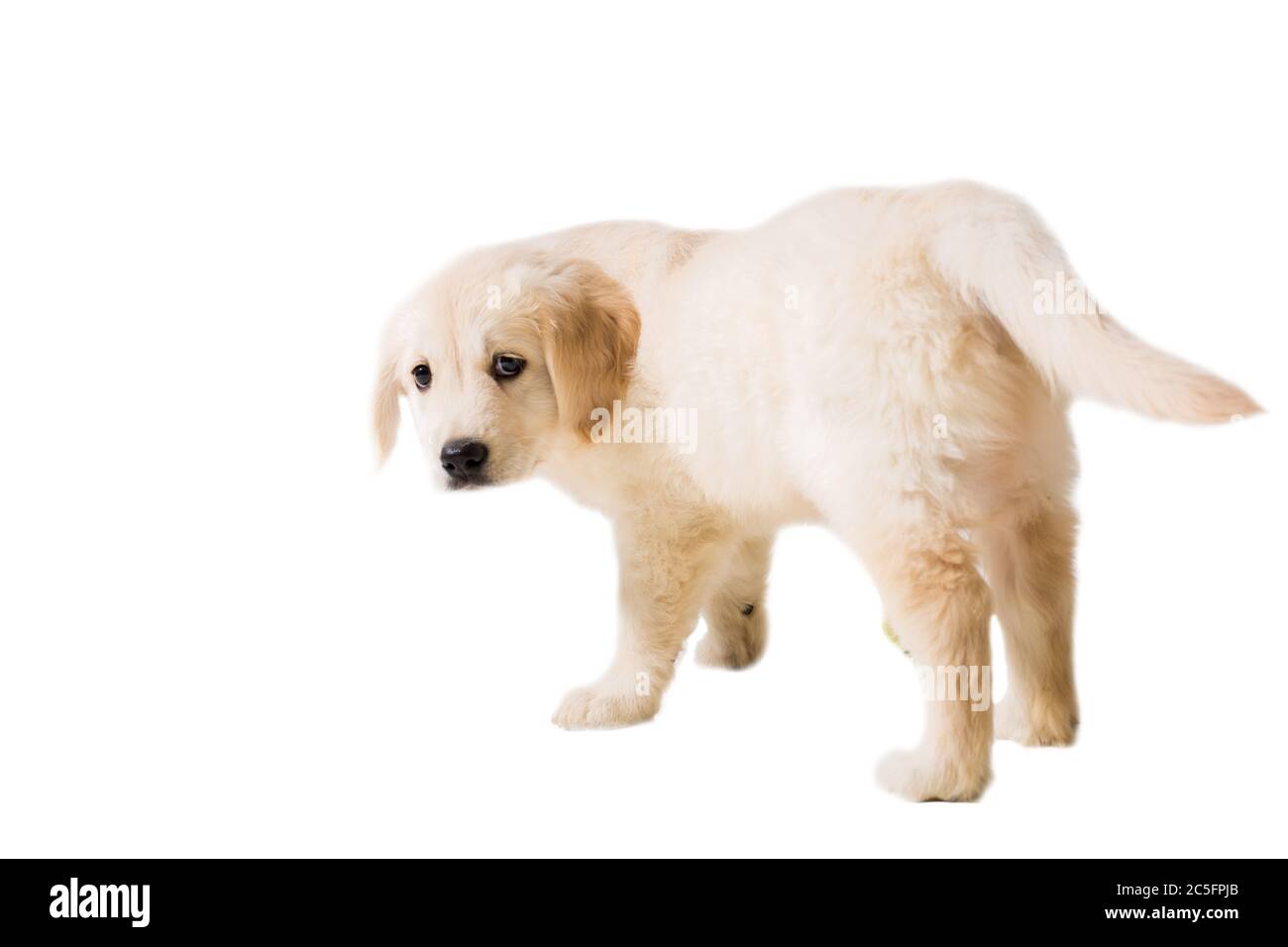 puppy golden retriever on a white background isolated Stock Photo - Alamy