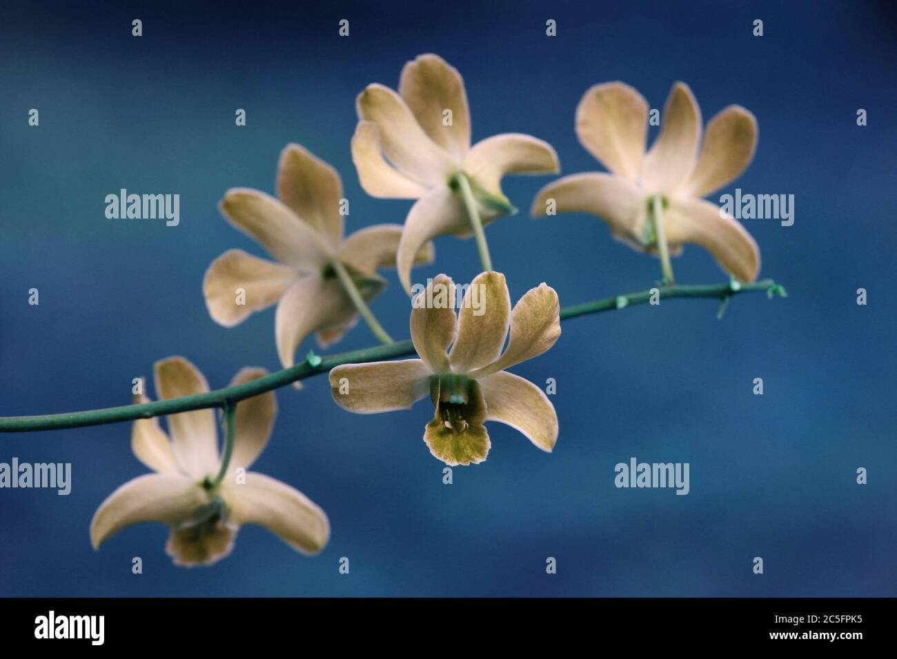 Orchids on Blue Background Stock Photo