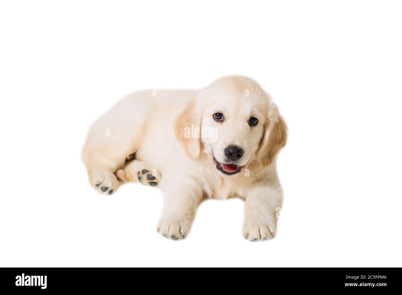 puppy golden retriever on a white background isolated Stock Photo - Alamy
