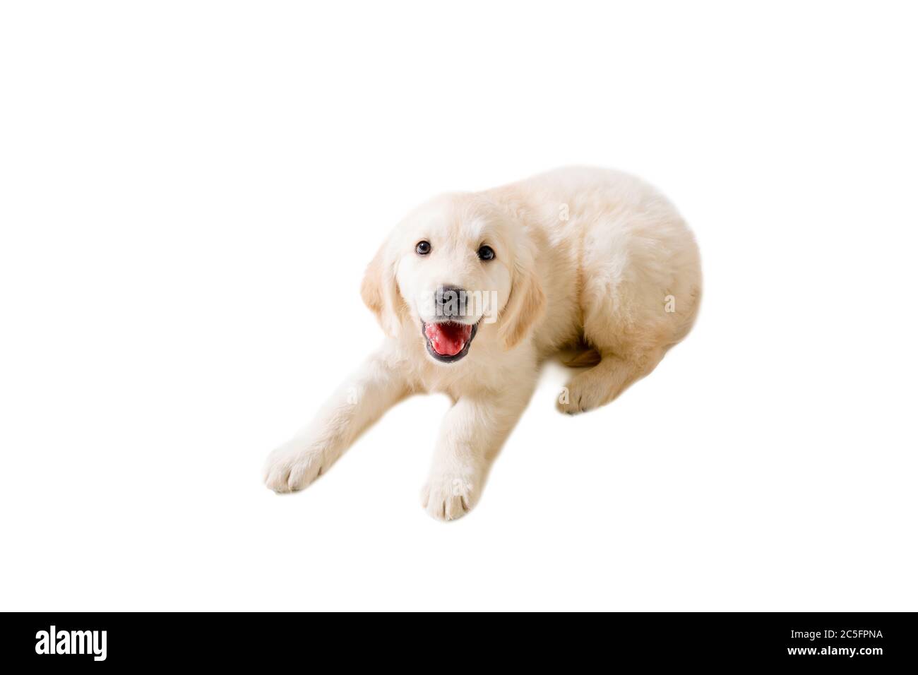puppy golden retriever on a white background isolated Stock Photo - Alamy