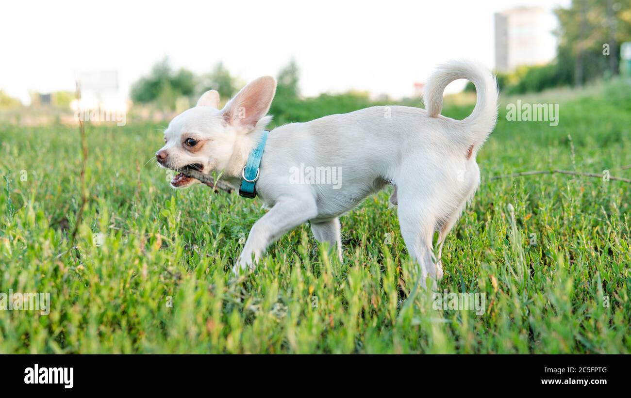 Head chihuahua hi-res stock photography and images - Page 15 - Alamy