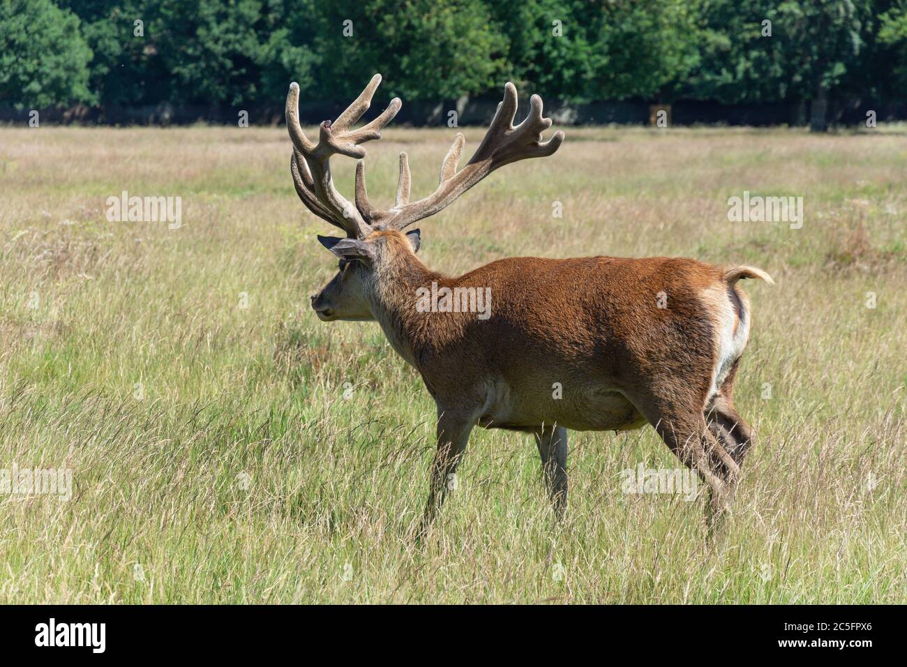 Red deer stag in Bushy Park, Borough of Richmond upon Thames, Greater London, England, United Kingdom Stock Photo