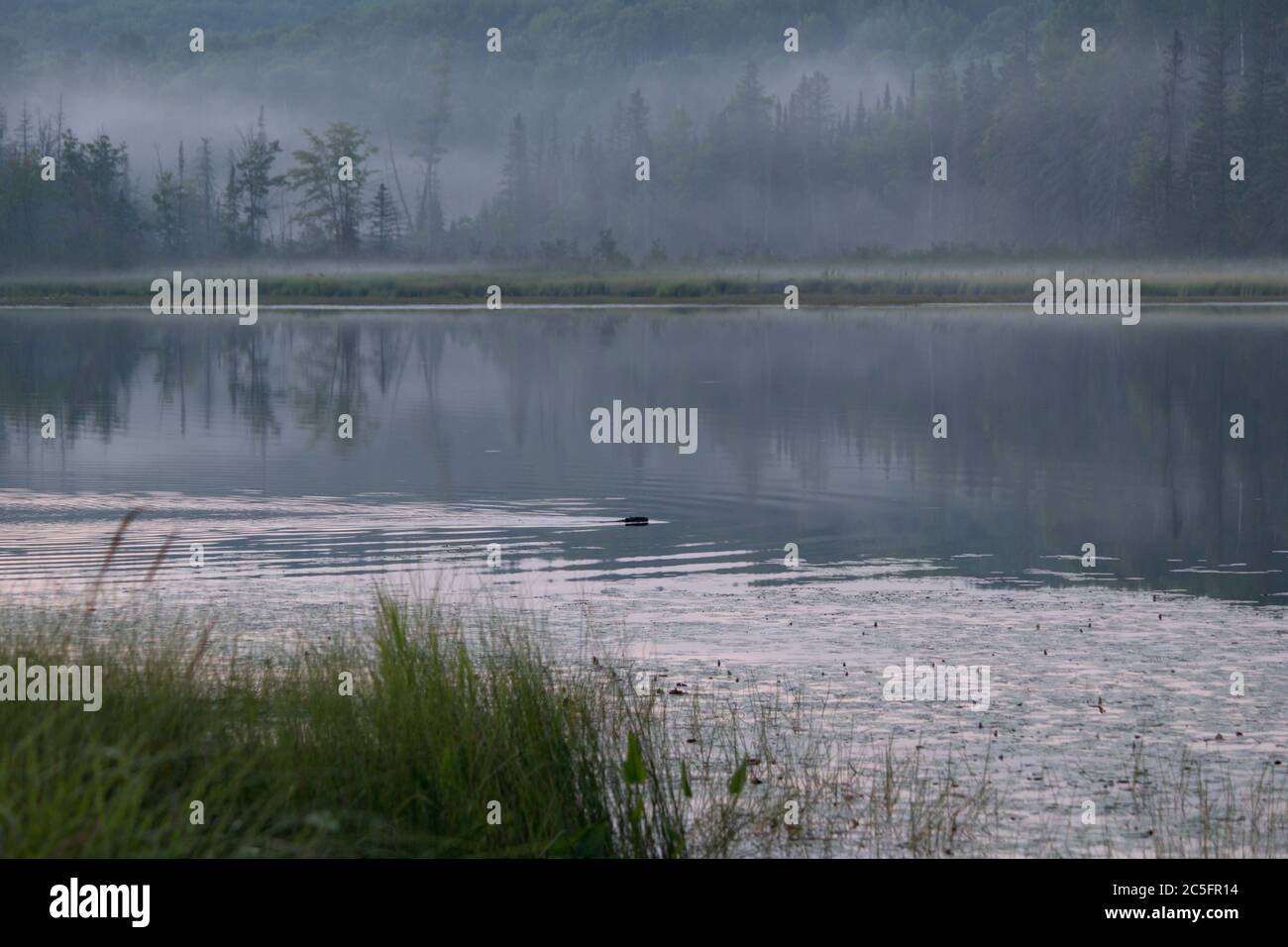 Beaver swimming in water on foggy morning Stock Photo