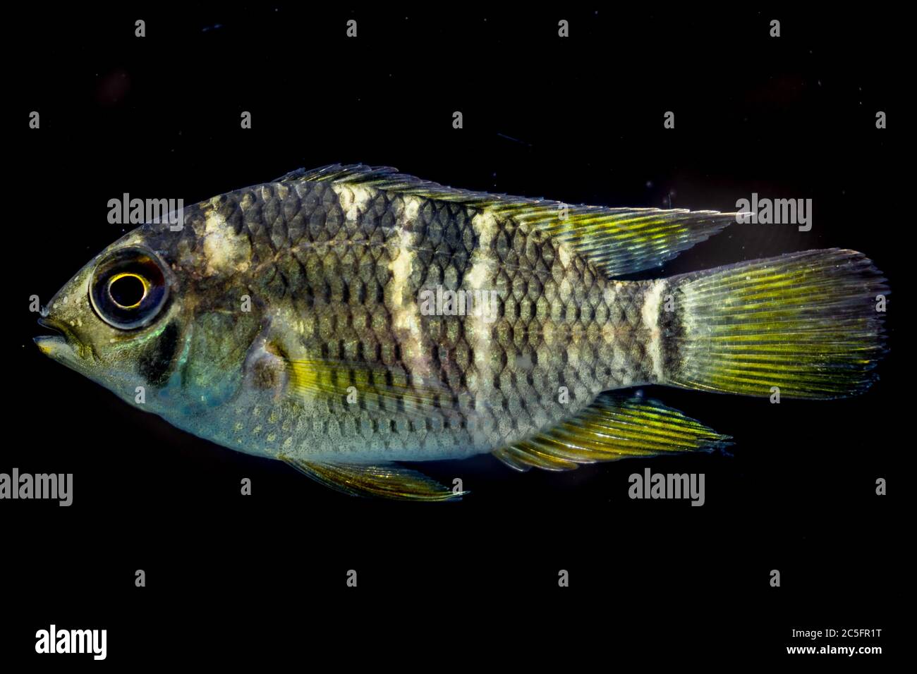 A Cichlid found in a river in the ecotone between the amazon jungle and the orinoco basin. Vichada - Colombia. Stock Photo
