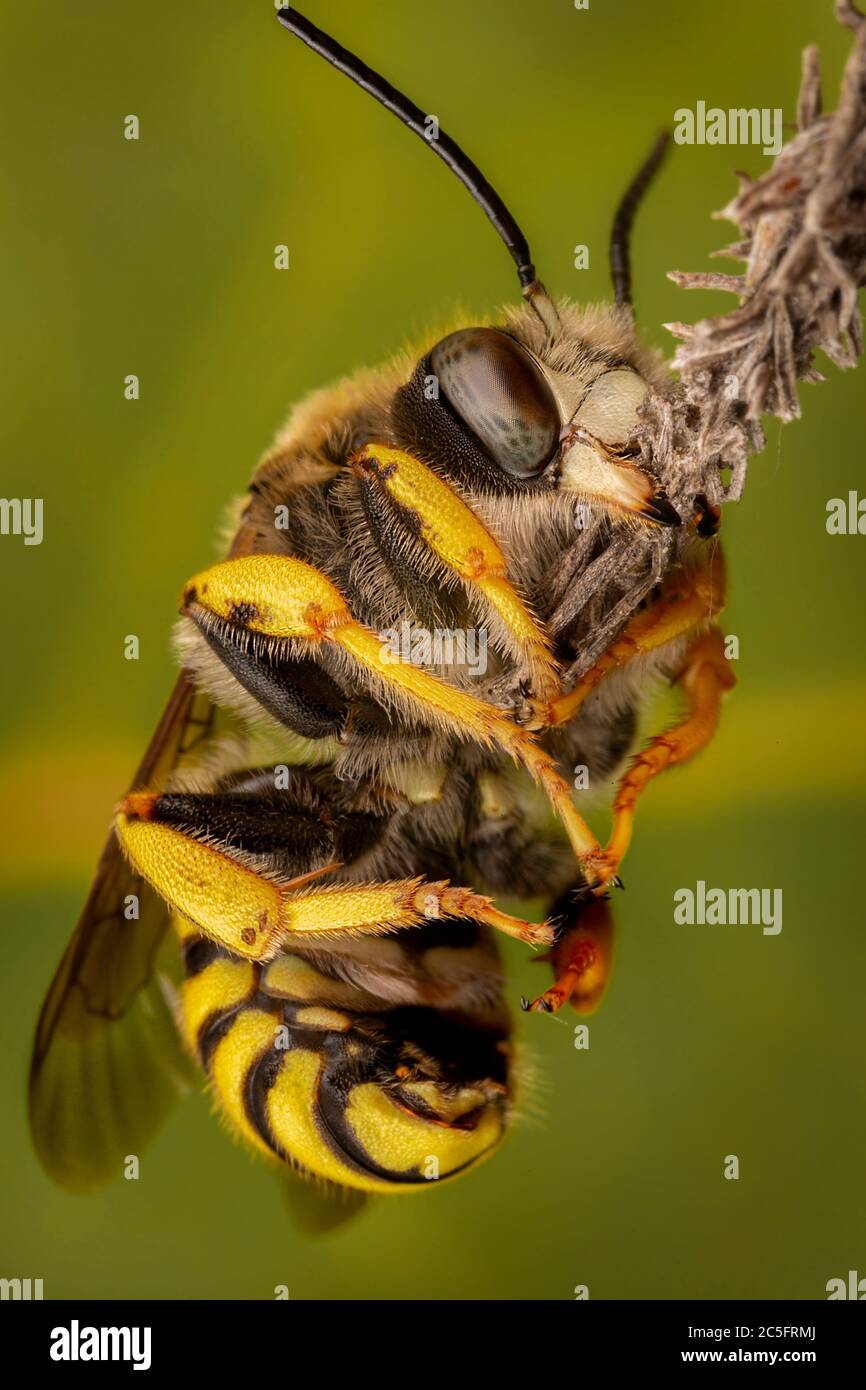 Trachusa Bee Male of Trachusa interrupta bee sleeping biting a little branch Stock ...
