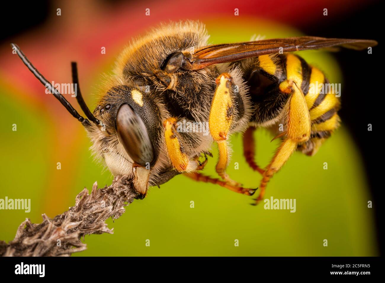 Trachusa Bee Male of Trachusa interrupta bee sleeping biting a little branch Stock ...