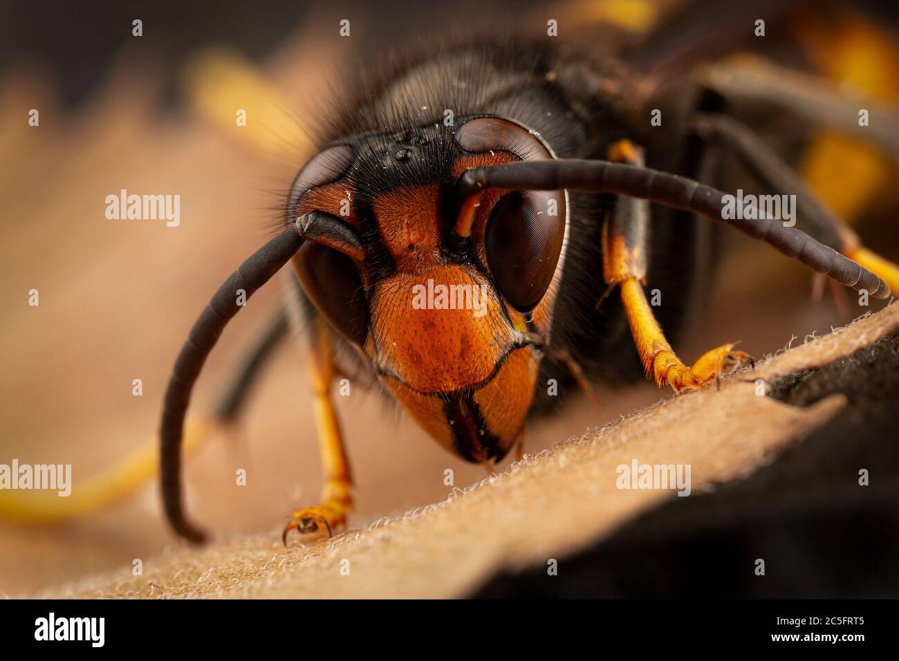 High detail portrait of a vespa velutina assian wasp Stock Photo
