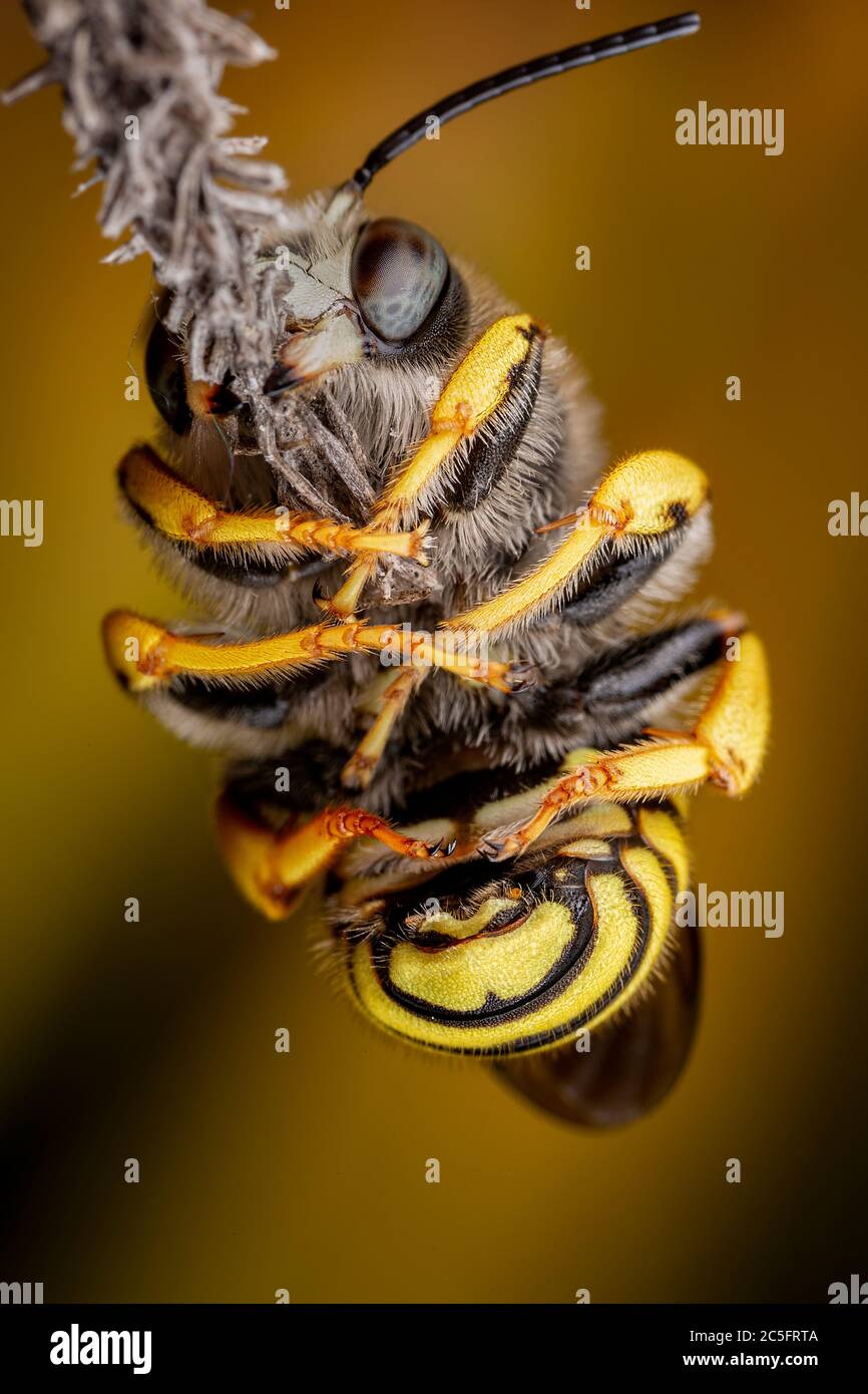 Trachusa Bee Male of Trachusa interrupta bee sleeping biting a little branch Stock ...
