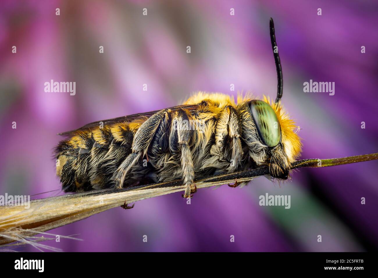 Male of Megachile sp. sleeping attached to a branch with his mandibles ...