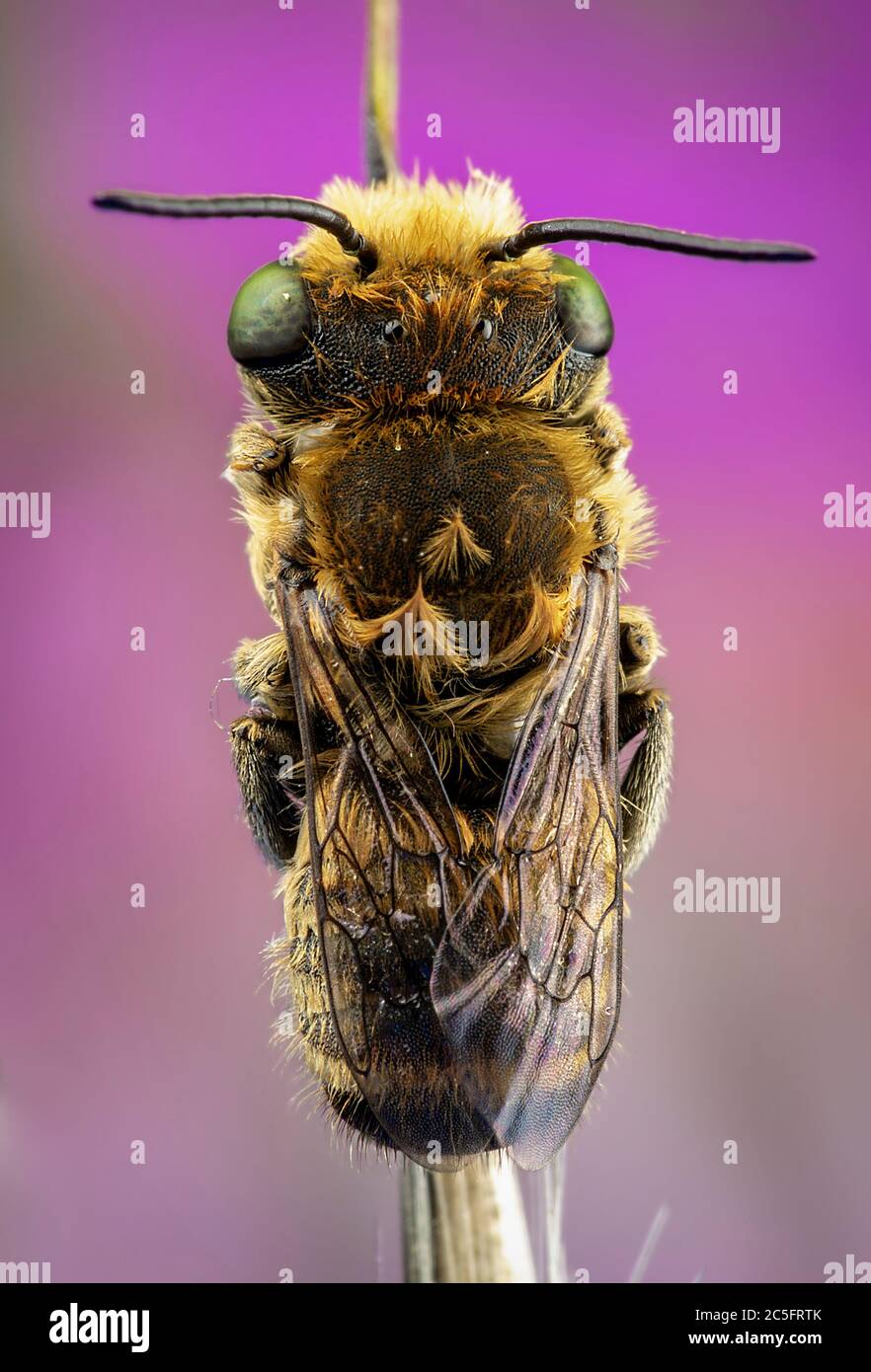Male of Megachile sp. sleeping attached to a branch with his mandibles ...