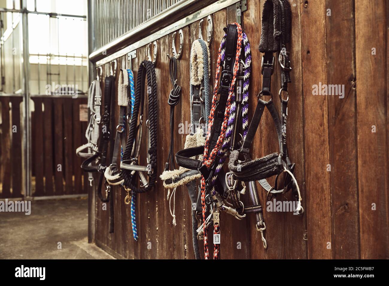 Leather horse bridles and bits hanging on wall of stable with one