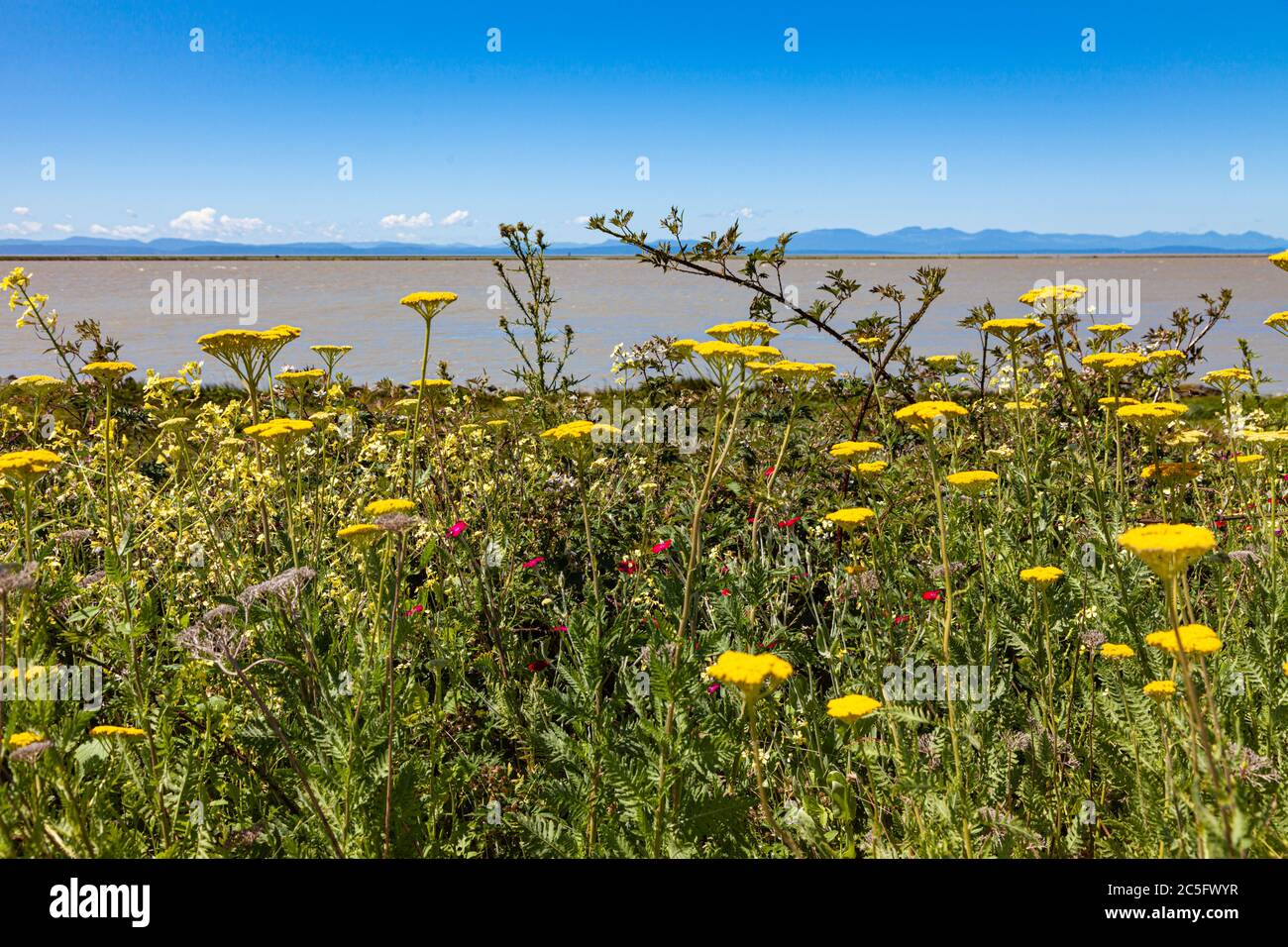 Dense growth of wild flowers on the edge of the Fraser River estuary