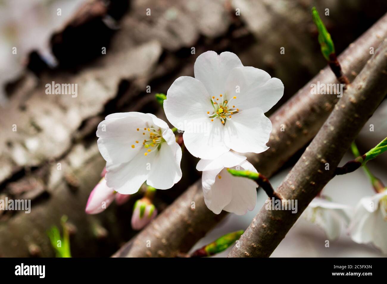 White cherry blossoms / sakura / Prunus serrulata on branch with tree bark in background, Alexandria, Virginia, United States Stock Photo