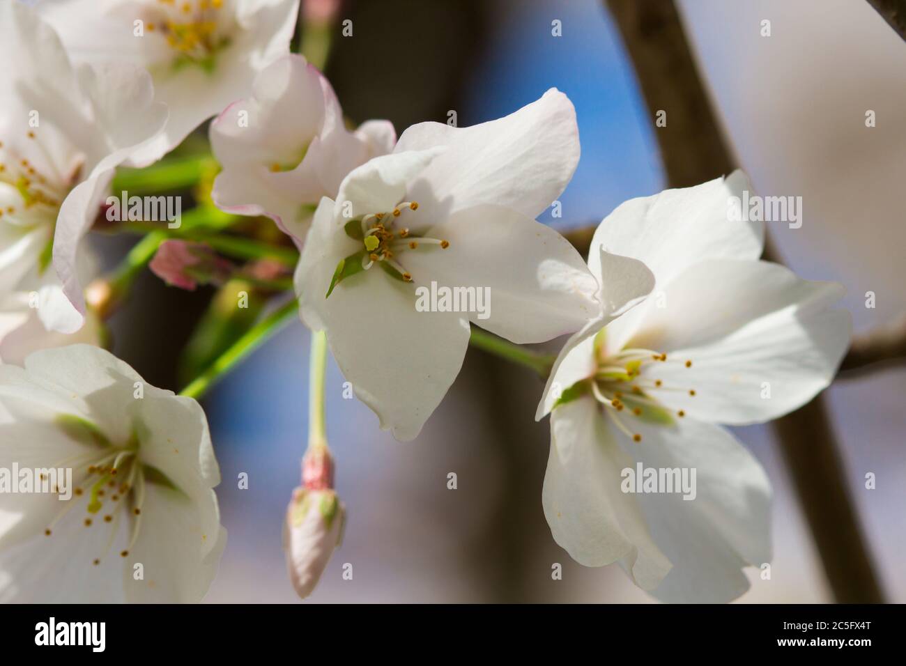 Macro / closeup of white cherry blossoms / sakura / Prunus serrulata with sky in background, Alexandria, Virginia, United States Stock Photo