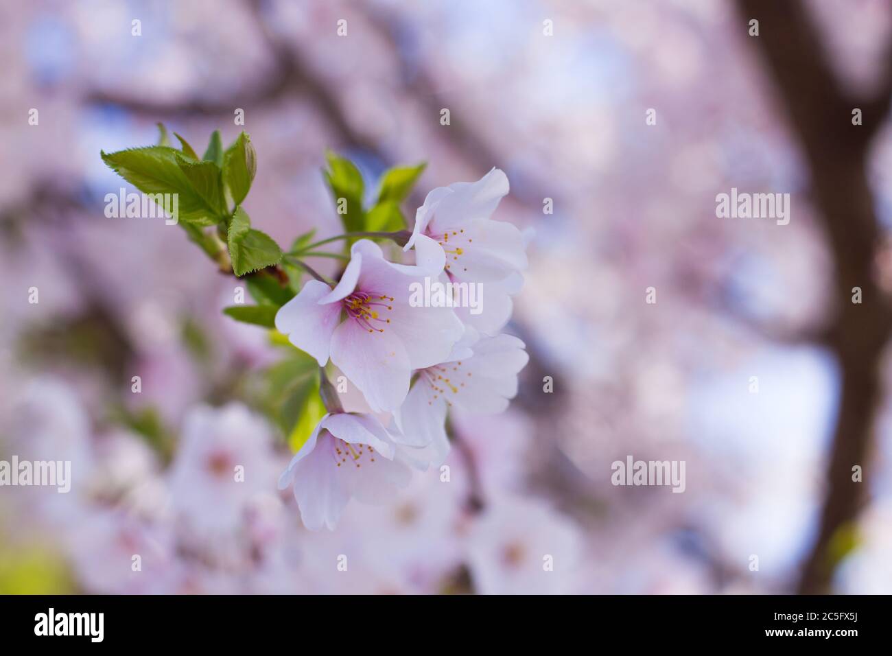 Pale pink cherry blossoms / sakura / Prunus serrulata with more flowers in background, Washington, D.C., United States Stock Photo