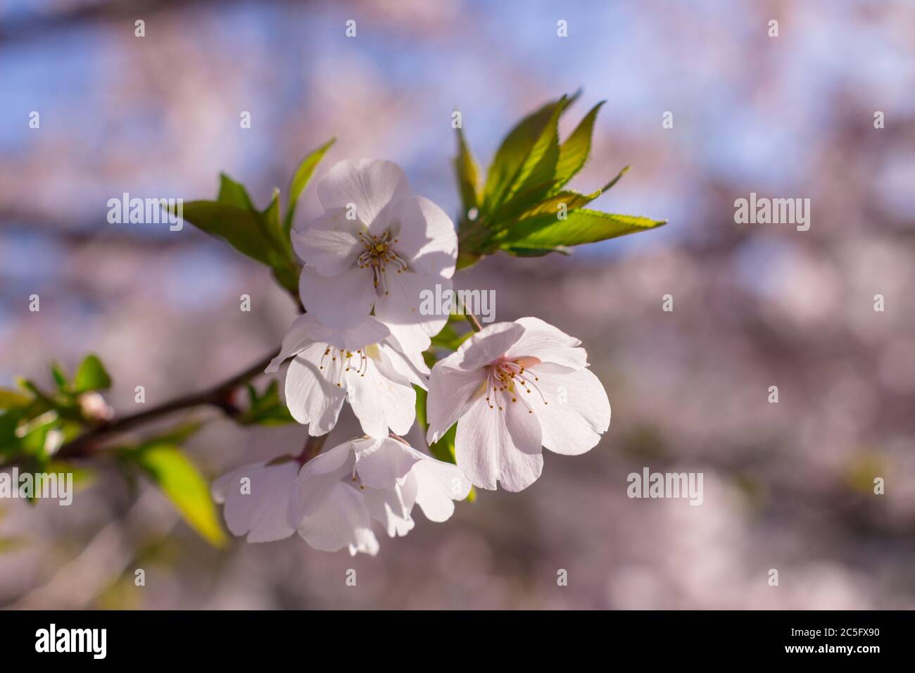 White cherry blossoms / sakura / Prunus serrulata in morning light / sunlight, Washington, D.C., United States Stock Photo