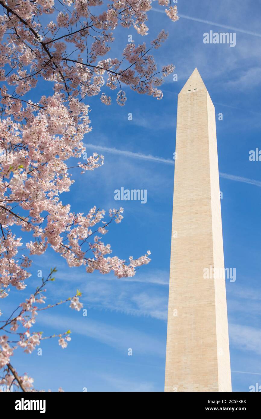 Washington Monument in spring framed by pink cherry blossoms / sakura / Prunus serrulata in left foreground, Washington, D.C., United States Stock Photo