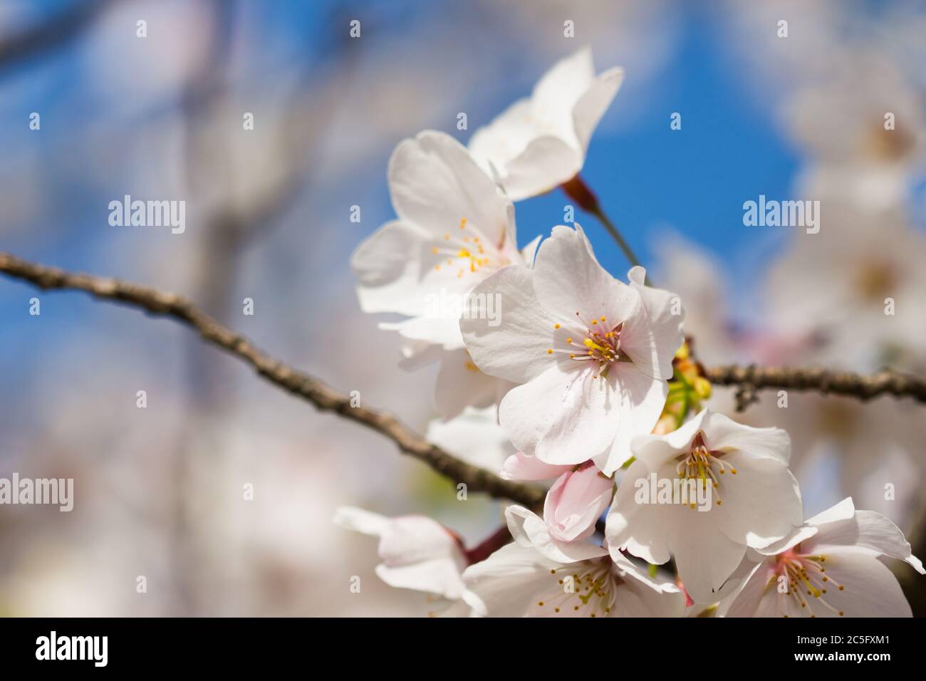 Macro / Closeup of white cherry blossoms / Japanese sakura / Prunus serrulata with copy space on left, Washington, D.C., United States Stock Photo