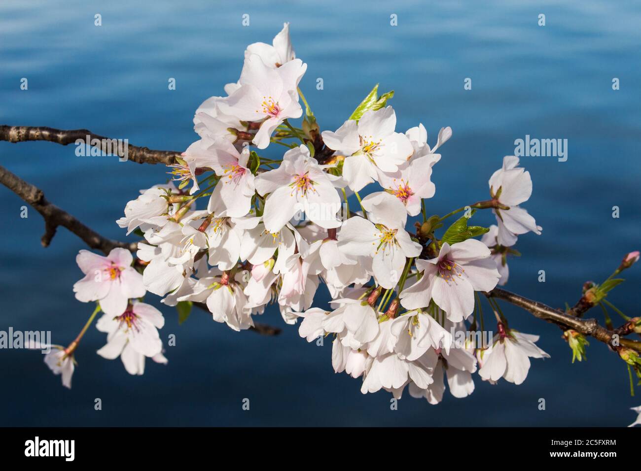 Group of white cherry blossoms / Japanese sakura / Prunus serrulata with deep blue water of Tidal Basin in background, Washington, D.C., United States Stock Photo