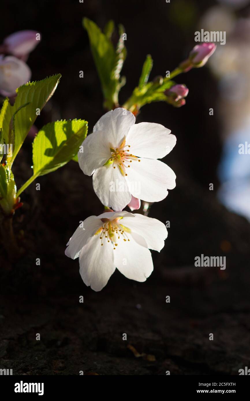 Two white cherry blossom flowers / Japanese sakura / Prunus serrulata against dark background, Washington, D.C., United States Stock Photo