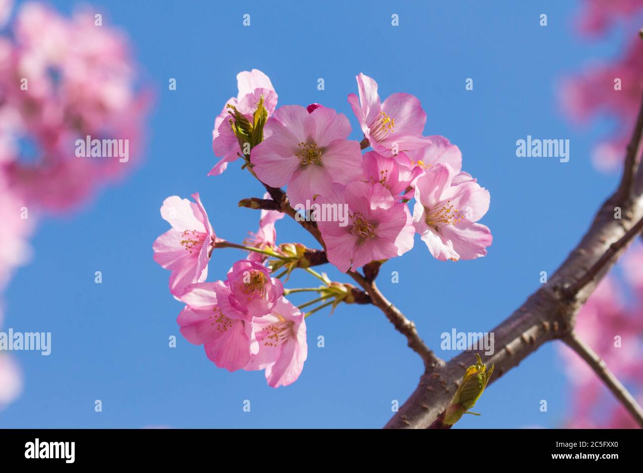 Macro / Closeup of pink Japanese cherry blossoms / pink sakura / Prunus serrulata against a blue sky, Washington, D.C., United States Stock Photo