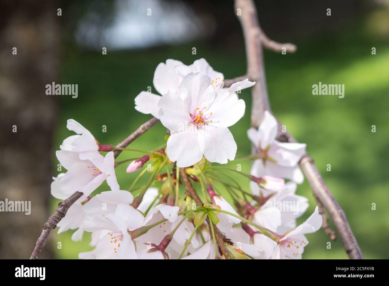 A branch of white cherry blossoms / Japanese sakura / Prunus serrulata against green spring background, Washington, D.C., United States Stock Photo