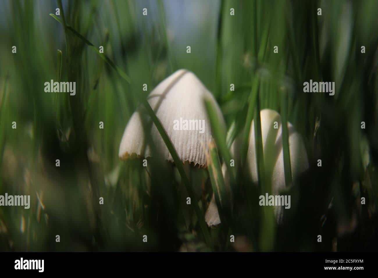 white-mushroom-coprinellus-disseminatus-coprinus-disseminatus-fairy