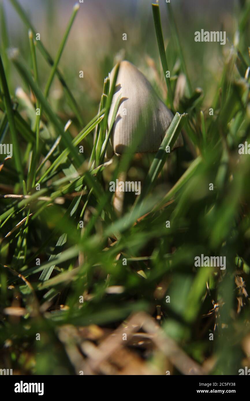 White mushroom, Coprinellus disseminatus, Coprinus disseminatus, fairy inkcap, trooping crumble cap, growing on the lawn. Stock Photo