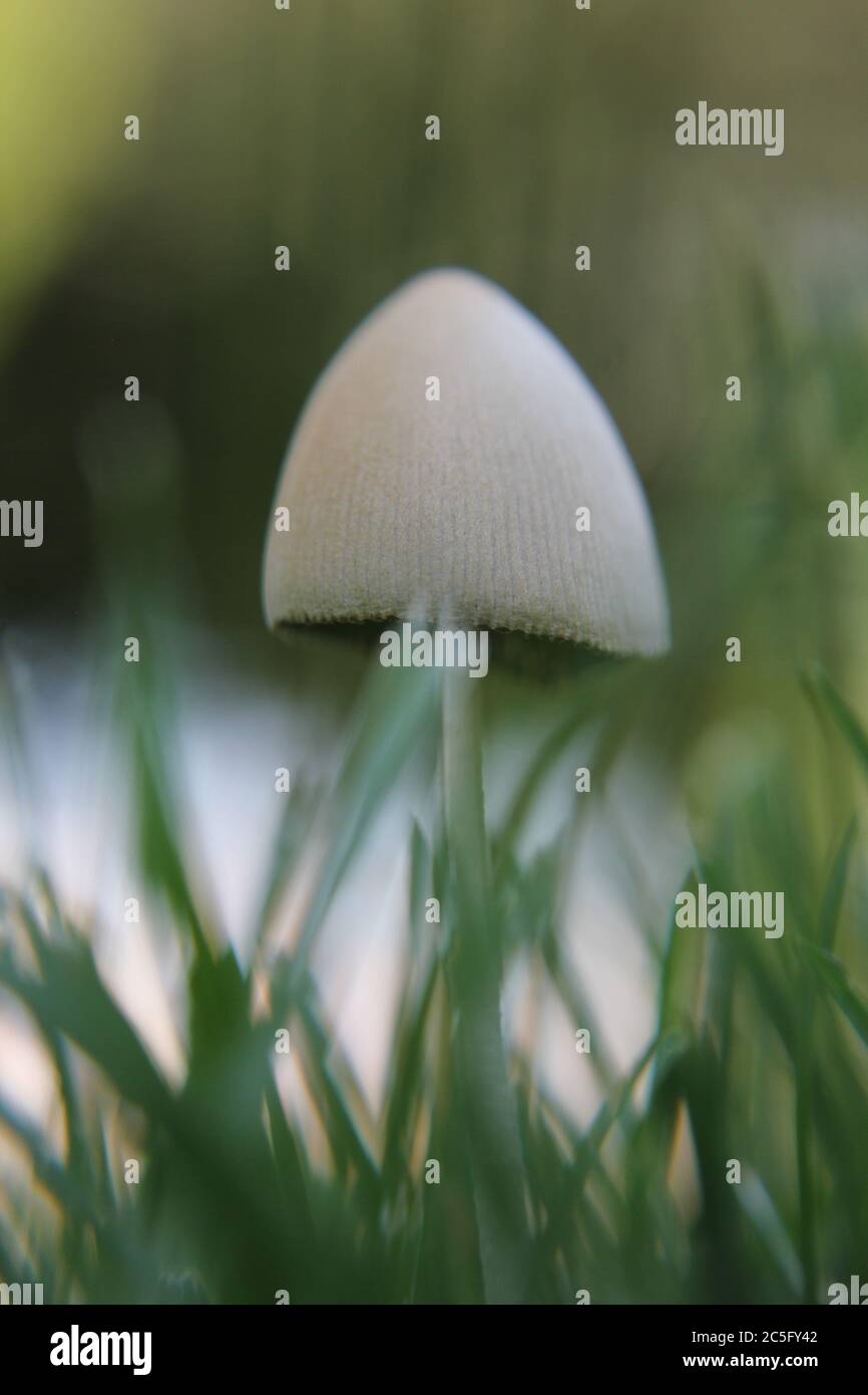 White Mushroom Coprinellus Disseminatus Coprinus Disseminatus Fairy Inkcap Trooping Crumble Cap Growing On The Lawn Stock Photo Alamy