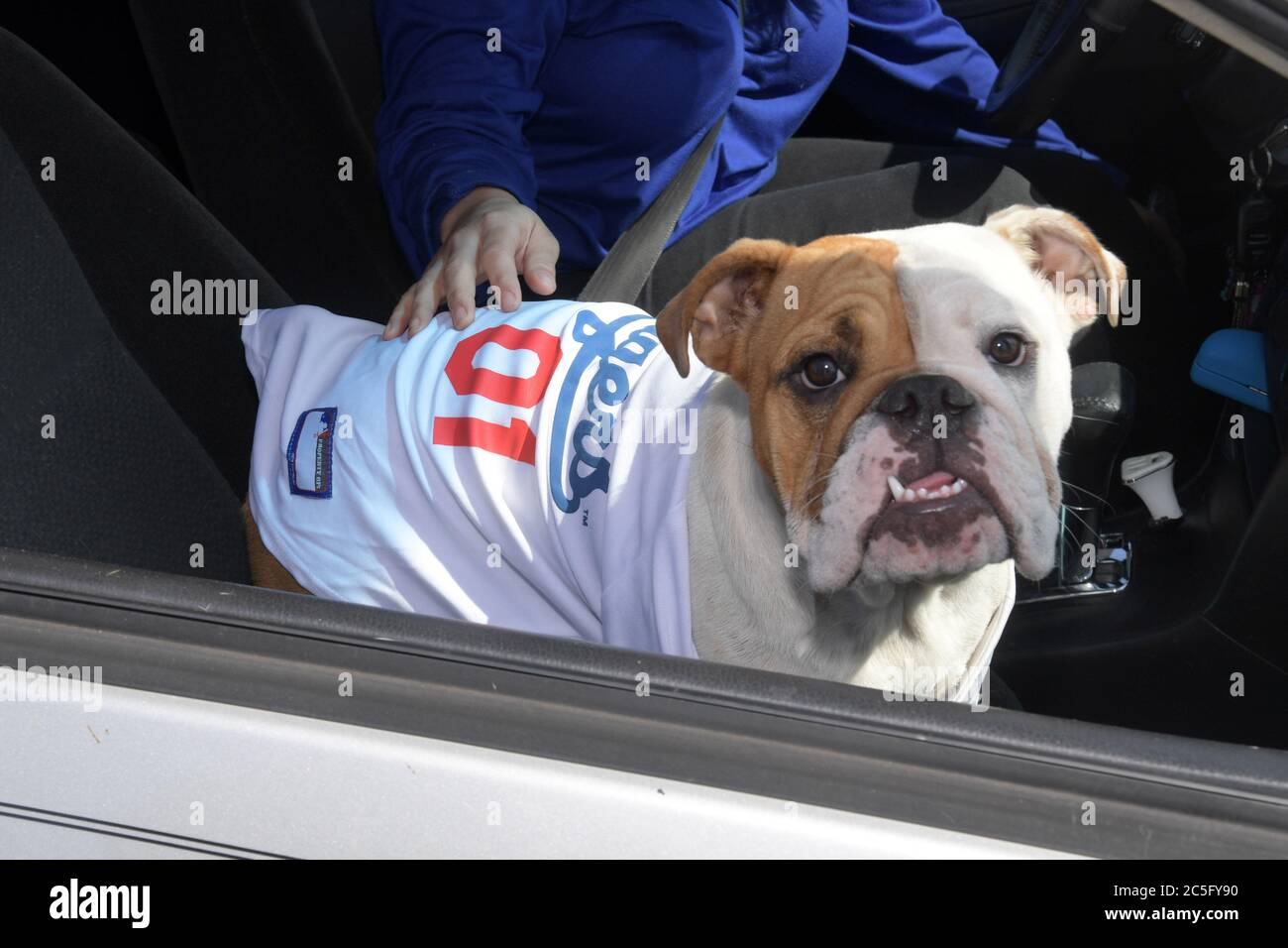 A dog wearing a Los Angeles Dodgers jersey is seen in a car at the Dodger  Day Drive-Thru at Belvedere Park, Tuesday, June 30, 2020, in Los Angeles.  The event was hosted