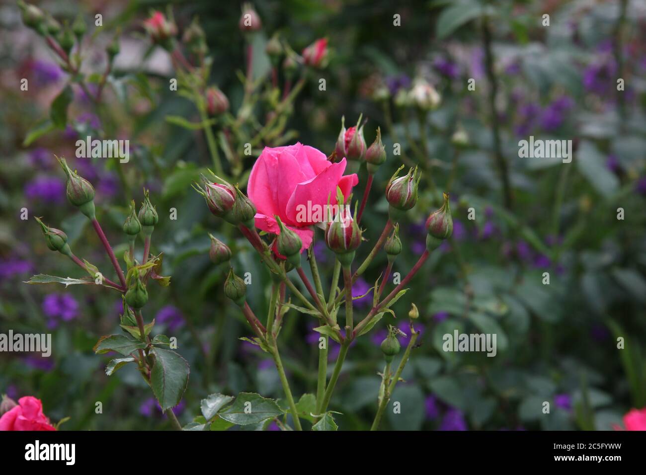Single opening pink rose surrounded by rose buds. Intensive pink color. Stock Photo