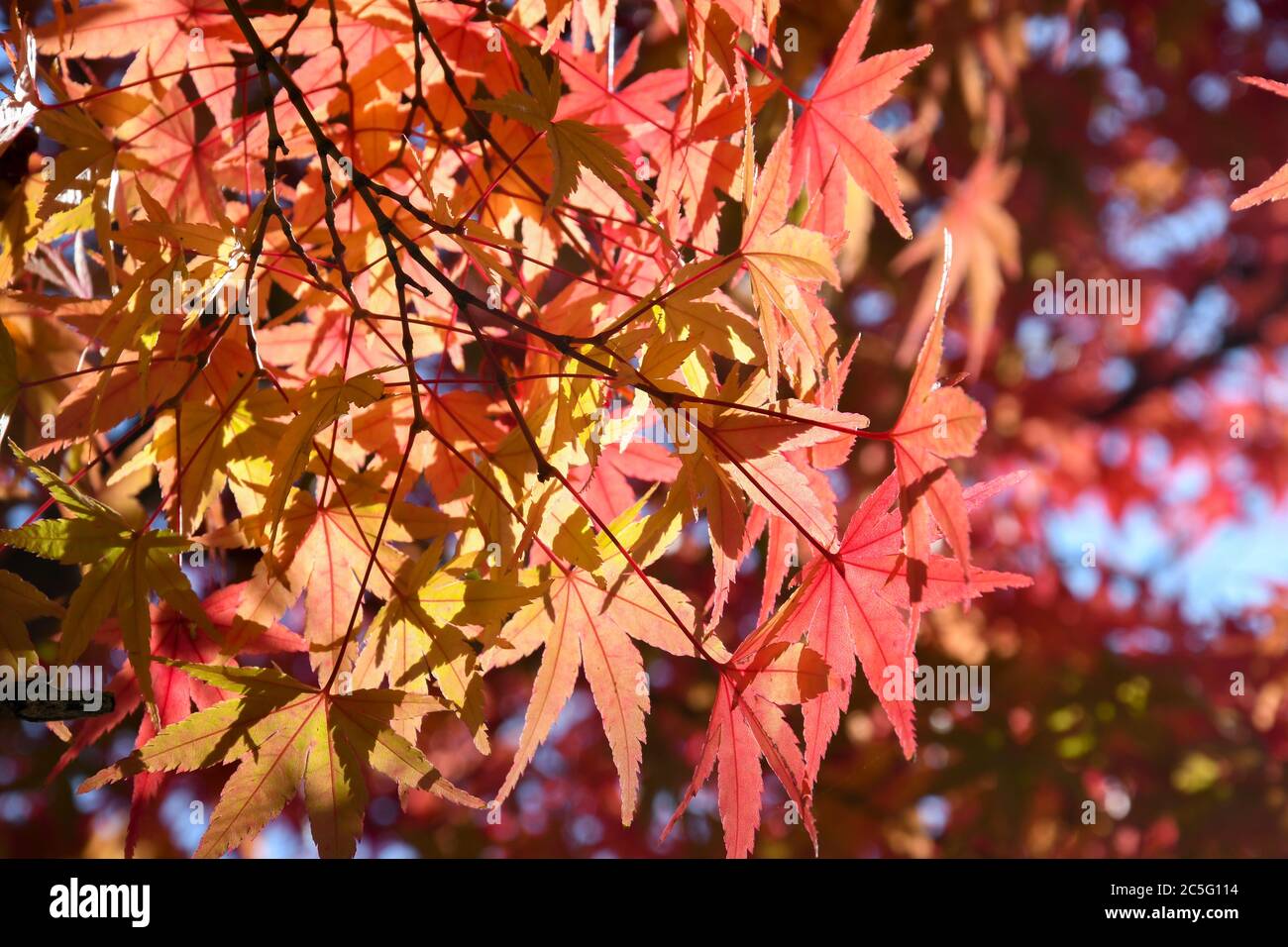 Red leave of maple tree for autumn background Stock Photo - Alamy