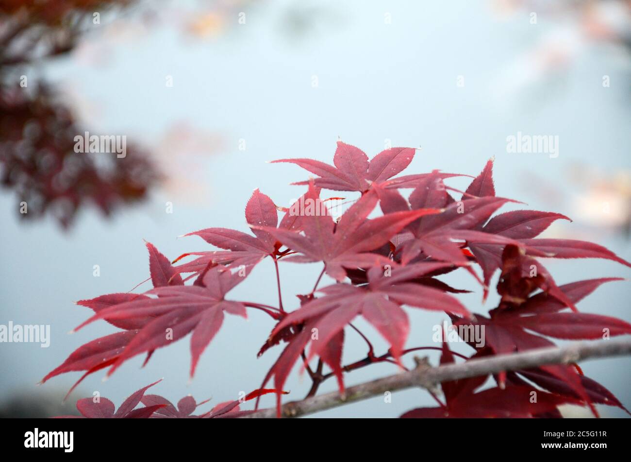 Red leave of maple tree for autumn fall background Stock Photo - Alamy
