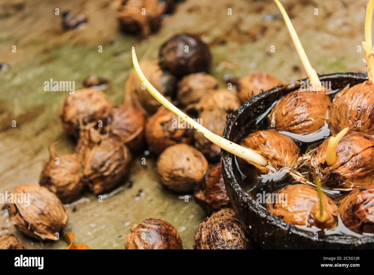betel nuts before planting Stock Photo