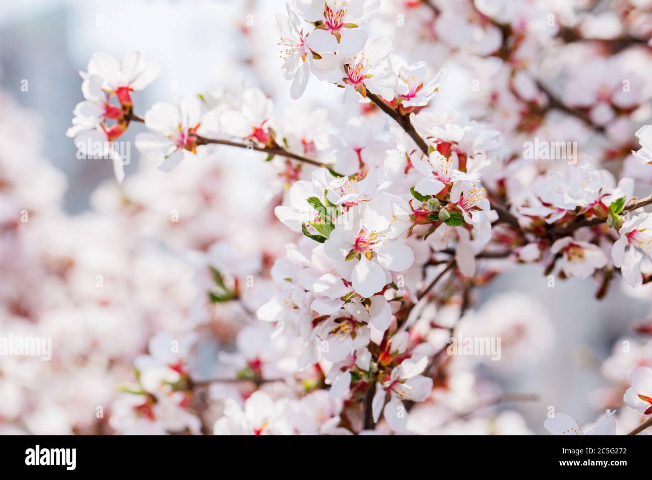 Beautiful nature scene blooming hi-res stock photography and images - Alamy