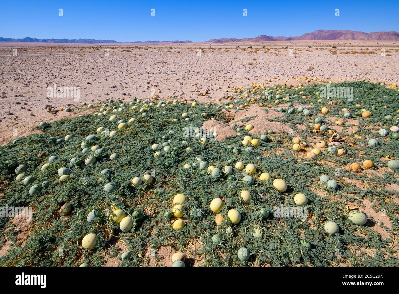 Citrullus ecirrhosus, commonly known as Namib tsamma, is a species of perennial desert vine in the gourd family, Cucurbitaceae in Aus, Karas Region, N Stock Photo