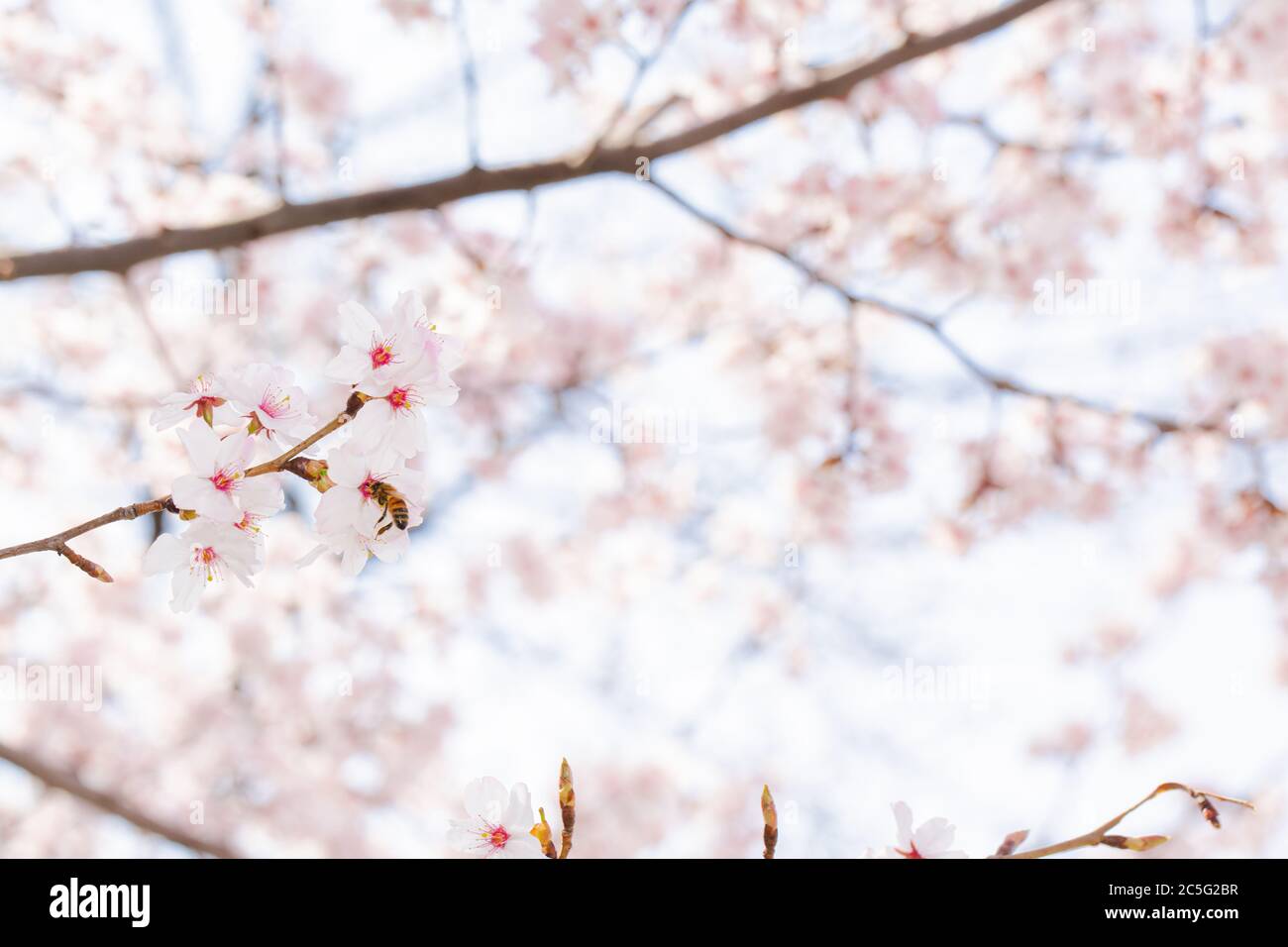 Flower 013 Hi Res Stock Photography And Images Alamy