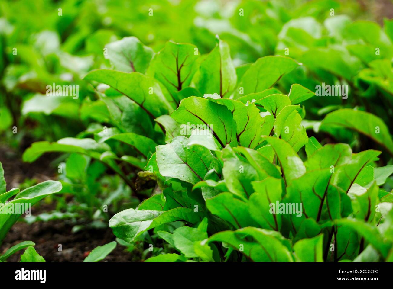 Young beets growing in a garden, with sun shining through leaves Stock Photo