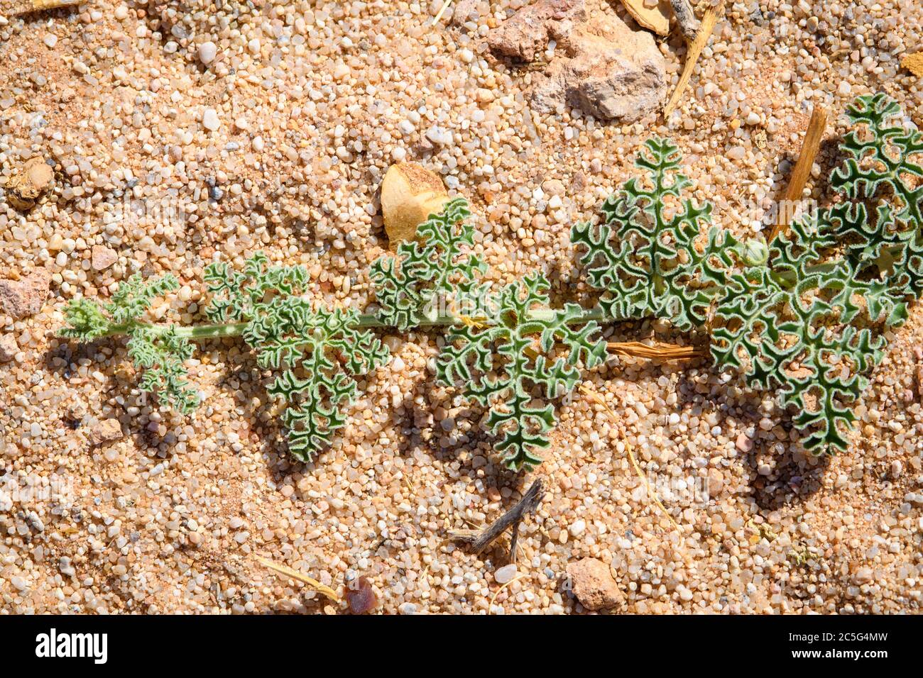 Citrullus ecirrhosus, commonly known as Namib tsamma, is a species of perennial desert vine in the gourd family, Cucurbitaceae in Aus, Karas Region, N Stock Photo